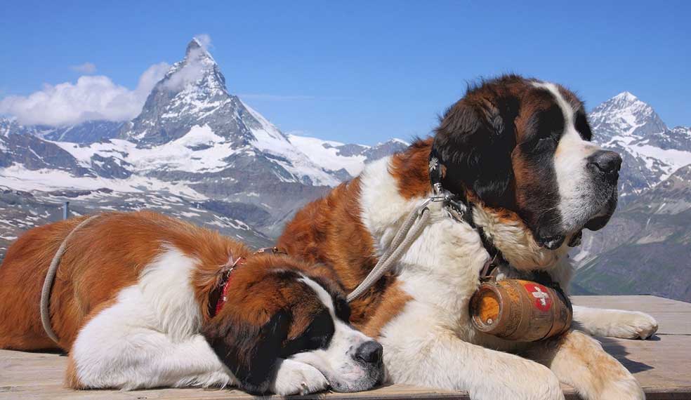 St Bernard's chilling in the sun, while waiting for the next emergency call